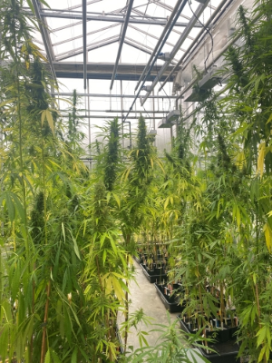 Flowering hemp in Rainer Merltzer's lab by Claire O'Connell